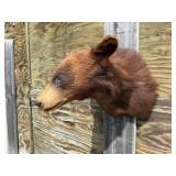 Cinnamon Bear Shoulder Mount