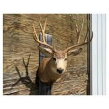 Mule Deer Shoulder Mount 25.5 w x 19in. H Horns