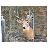 9pt Deer? Shoulder Mount 17.5in. Spread