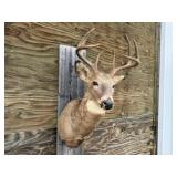 8pt Deer Shoulder Mount 15in. Spread