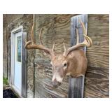 10pt Deer Shoulder Mount 18in. Spread