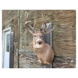 12pt. Deer Shoulder Mount Non-Typical