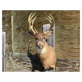 13pt. Deer Shoulder Mount Non-Typical