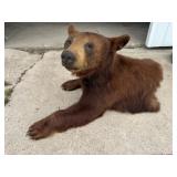 Cinnamon Bear Mount 36x21x21in.