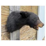 Black Bear Shoulder Mount