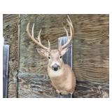 9pt Deer Shoulder Mount 18 1/2in. Spread