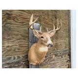 10pt Deer Shoulder Mount 19in. Spread