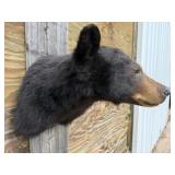 Black Bear Shoulder Mount