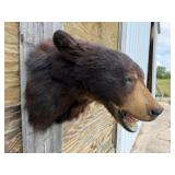 Black Bear Shoulder Mount