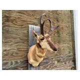 Pronghorn Antelope Shoulder Mount 12.5x10H Horns