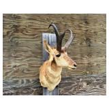 Pronghorn Antelope Shoulder Mount 11wx10H Horns