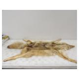 Coyote Fur Pelt 50in. L