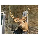 11pt. Mule Deer Shoulder Mount 24in. Spread
