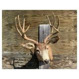4x4 Mule Deer Shoulder Mount