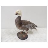 Snow Goose Mount