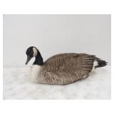 Sitting Canadian Goose Mount 26Lx8in.H