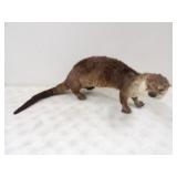 Full Body Otter Mount 28in. L