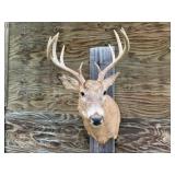 10pt Deer Shoulder Mount 18in. Spread