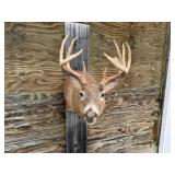 9pt Deer Shoulder Mount 15in. Spread