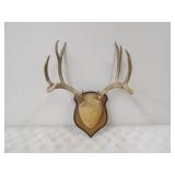 European Mule Deer Mount 10pt.