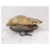 Full Body Creeping Badger Mount 24in. x 15in.