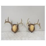 2-European Deer Mounts 2-8pts.