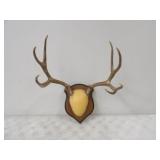European Mule Deer Mount 10pt.