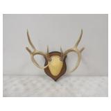 European Deer Mount 8pt.