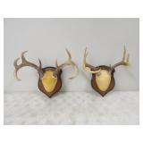 2-European Deer Mounts 2-8pts.