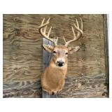 11pt Deer Shoulder Mount 18in. Spread