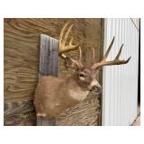 9pt Deer Shoulder Mount 20 1/2in. Spread
