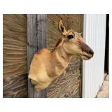 Pronghorn Antelope Shoulder Mount