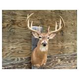 10pt Deer Shoulder Mount 22 1/2in. Spread