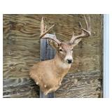 10pt Deer Shoulder Mount 22in. Spread