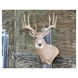 11pt Deer Shoulder Mount 19in. Spread