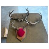 3-Sets of Antlers, 2-8pt. & 12pt.