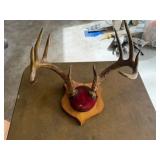 10pt Deer Antlers 19in. Spread