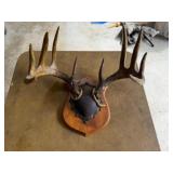 10pt. Deer Antlers 20in. Spread