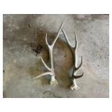 2-Elk Antlers