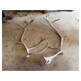 2-Caribou Antlers