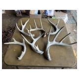 6 Asst. Antlers