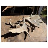 Pair of Moose Antlers, Set of Deer