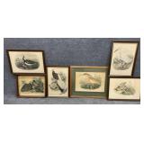 Six Avian Colored Engravings