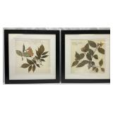 Pair of Framed Botanical Prints