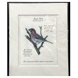 Purple Finch Bird Print