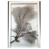Framed Natural Coral Sea Fan