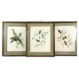 3 J. Gould Tropical Hummingbird Litho Art Prints