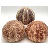 3pc Sea Urchin Shells