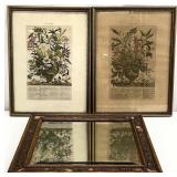 3pc Vintage Botanical Art Prints & Wall Mirror