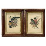 2 John Gould Hand Colored Bird Lithographs